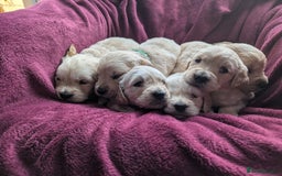 Golden Retriever dogs for sale: Stunning pure-breed Golden Retriever puppies - Image 3