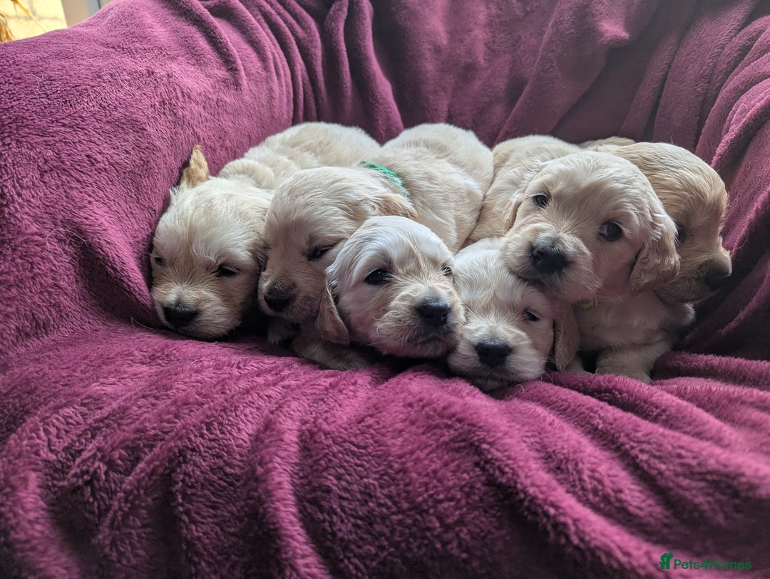 Golden Retriever dogs for sale: Stunning pure-breed Golden Retriever puppies - Image 3