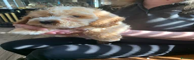 Cockapoo 3