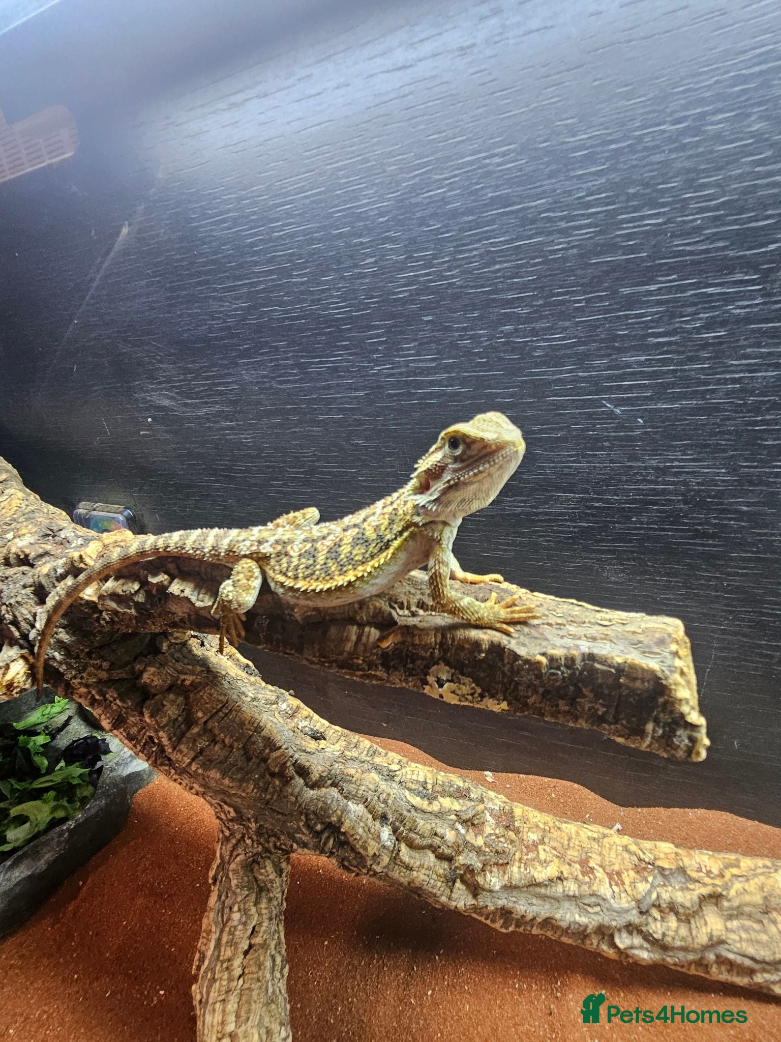 Dragon reptiles Baby bearded dragon for sale - Advert 4