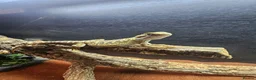 Dragon reptiles for sale: Baby bearded dragon for sale - Advert 1