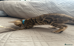 Bengal cats for sale: 🐾 Purebred Bengal Kittens for Sale 🐾 - Image 8