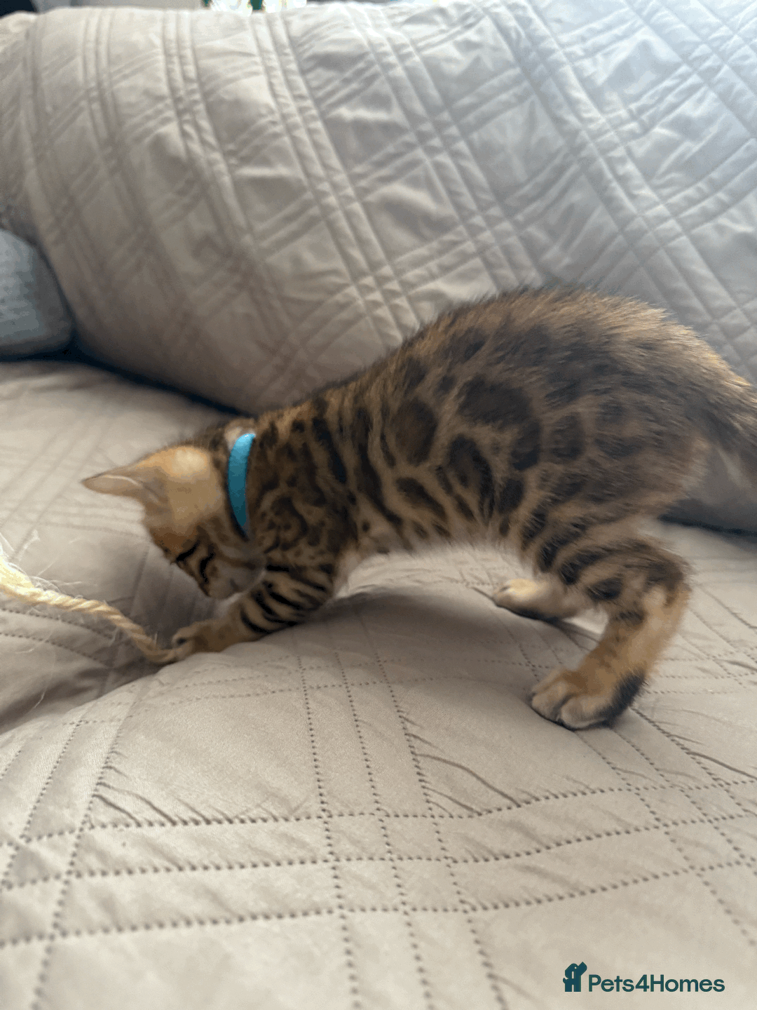 Bengal cats for sale: 🐾 Purebred Bengal Kittens for Sale 🐾 - Image 8