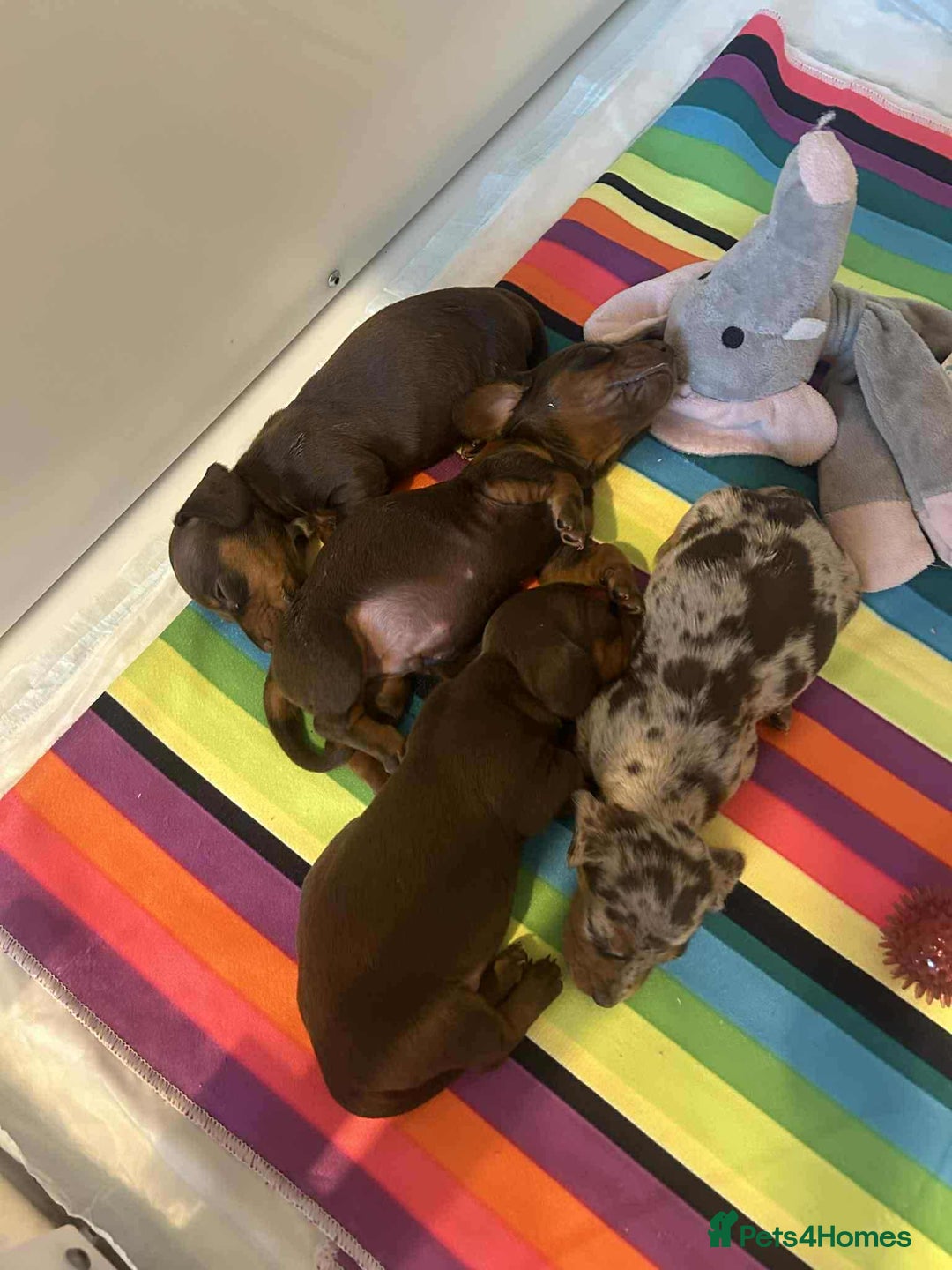 Miniature Dachshund dogs for sale: Miniature dachshund puppy’s  - Image 2