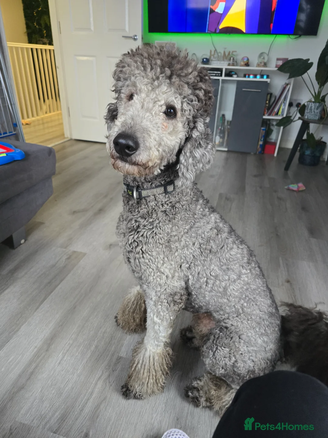 Standard Poodle dogs for stud: KC silver standard poodle for stud !  in Boston - Advert 2