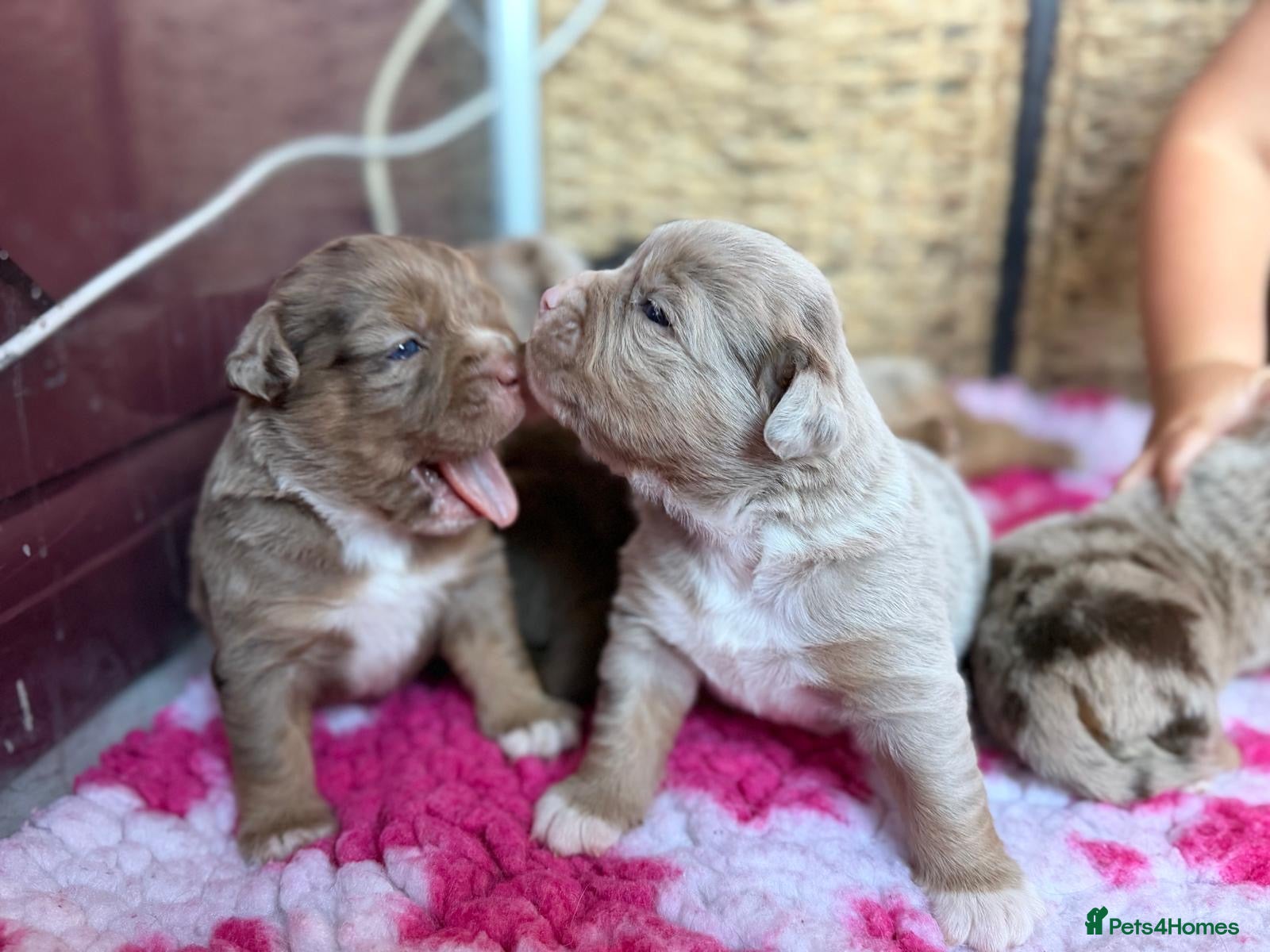 Olde English Bulldogge dogs OUTSTANDING FLUFFY OLDE ENGLISH BULLDOG PUPPIES - Advert 17