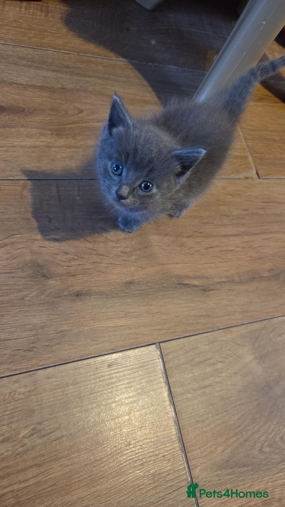 Mixed Breed cats Beautiful grey and black kittens - Advert 5