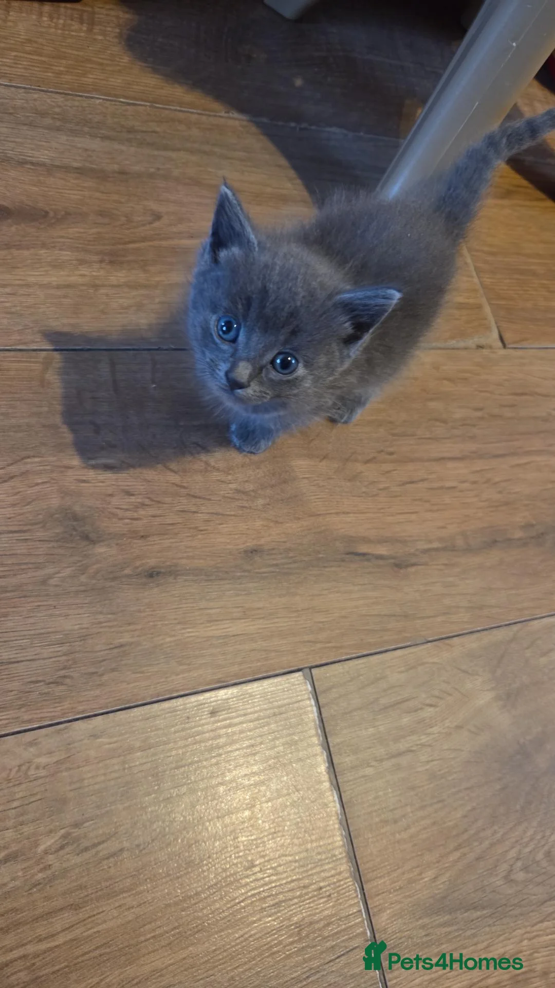 Mixed Breed cats for sale: Beautiful grey and black kittens - Advert 1