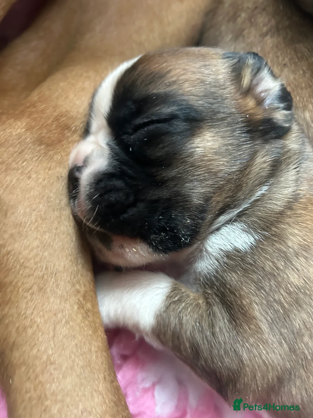 Boxer dogs for sale: Exceptional Litter - World Champion Bloodline  - Advert 23