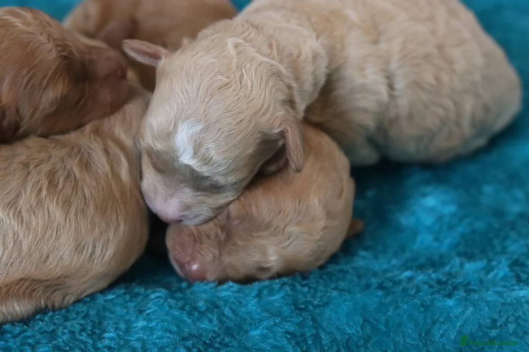 Maltipoo dogs for sale: 4 Maltipoo Puppies - 2 Apricot Girls & 2 Red Boys - Advert 5