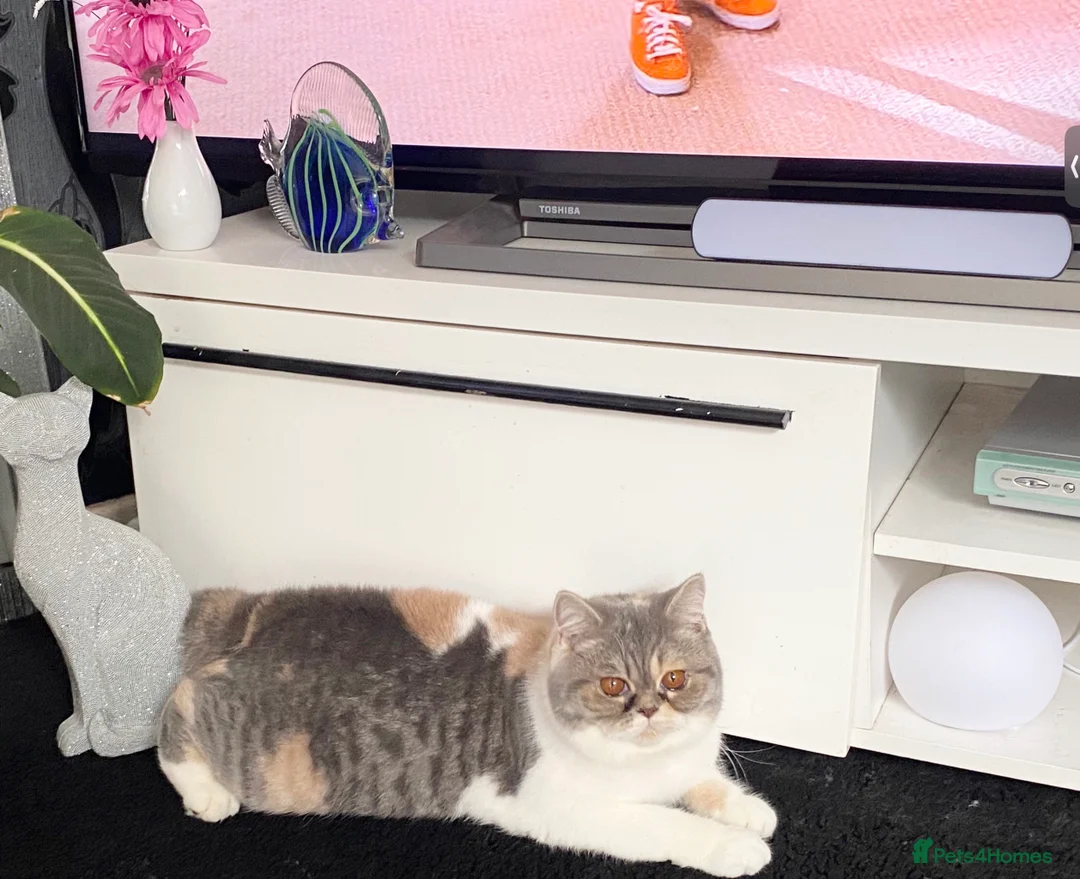 British Shorthair cats for sale: ⭐️ BRITISH SHORTHAIR KITTENS ⭐️ - Advert 4