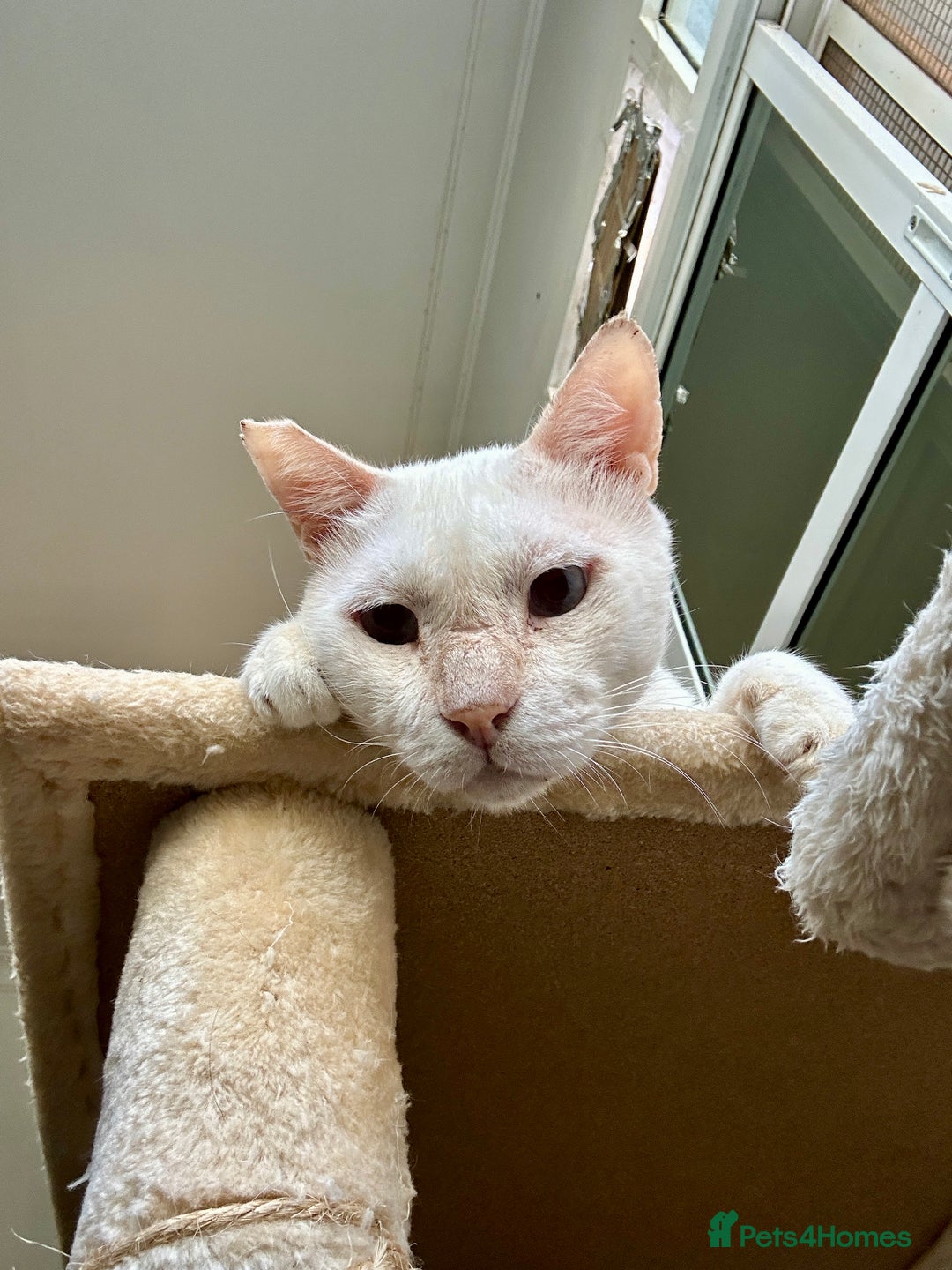 Domestic Shorthair cats for adoption: Male Indoor Cat for Adoption - Advert 10