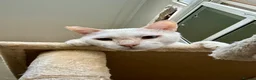 Domestic Shorthair cats for adoption: Male Indoor Cat for Adoption - Advert 10