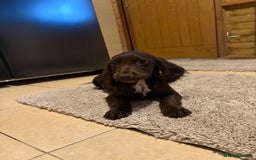 Cocker Spaniel dogs for sale: Cocker spaniel boy  - Image 4