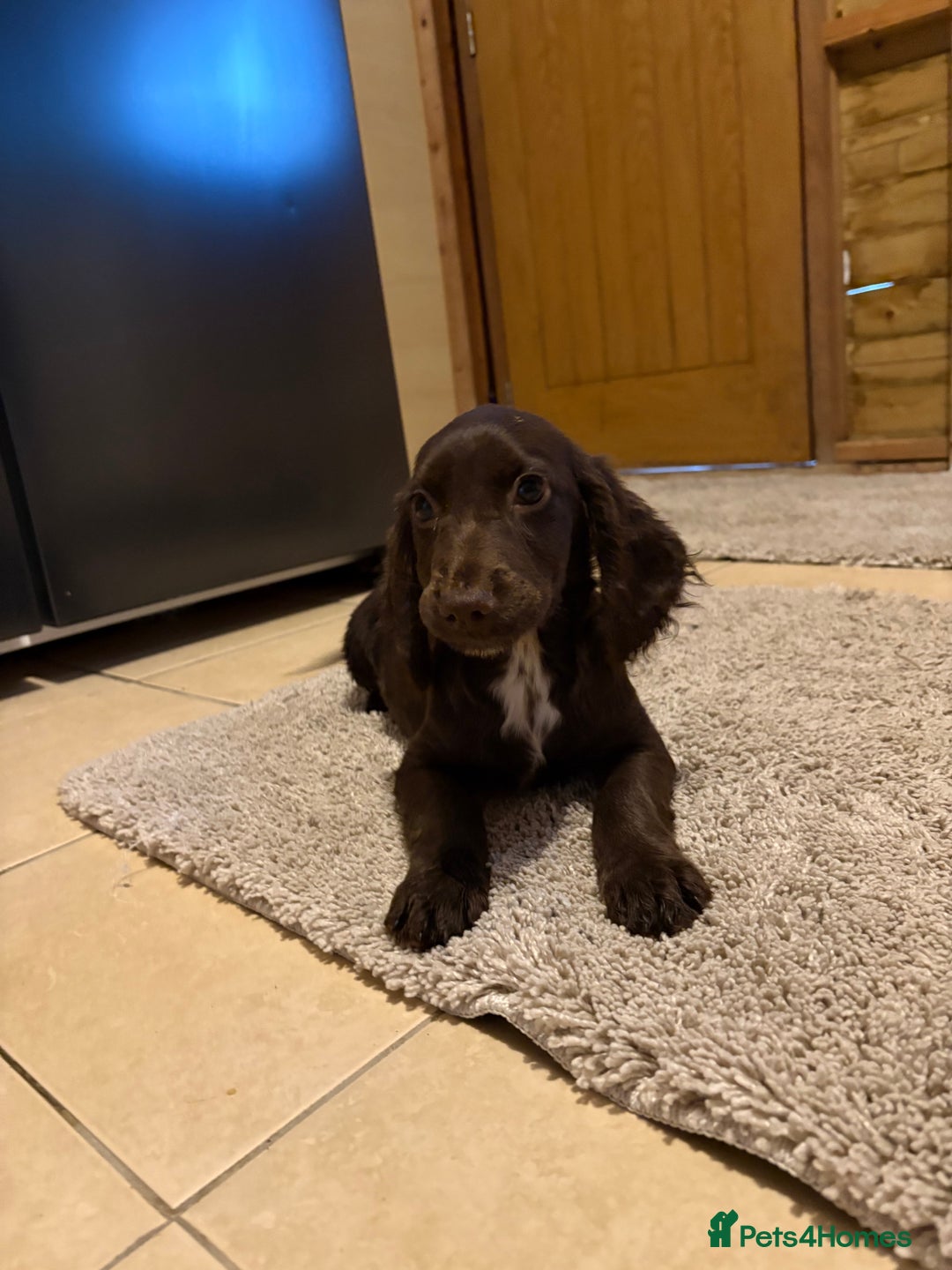 Cocker Spaniel dogs for sale: Cocker spaniel boy  - Image 4