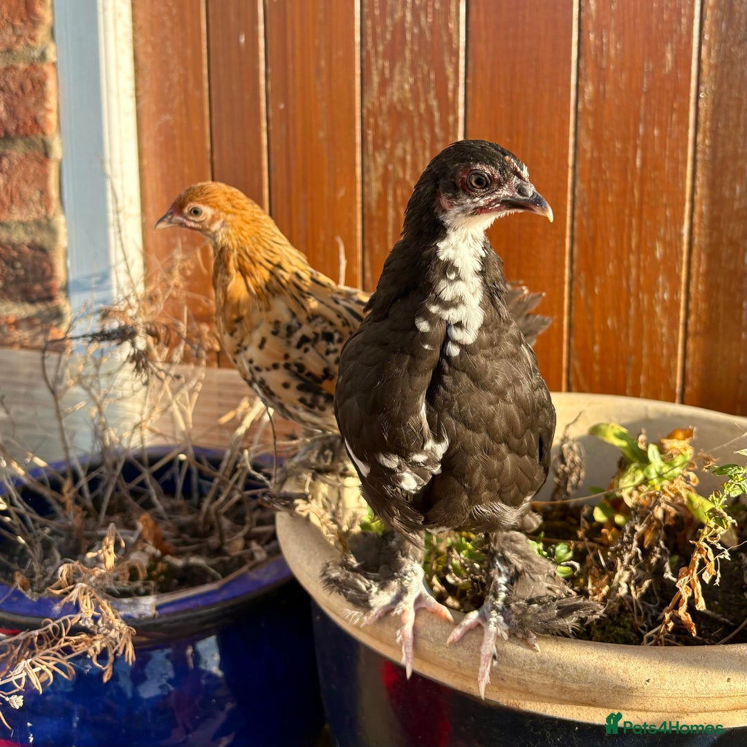 Chickens poultry for sale: Sablepoot Booted Bantam Growers (Female & Male) - Image 1