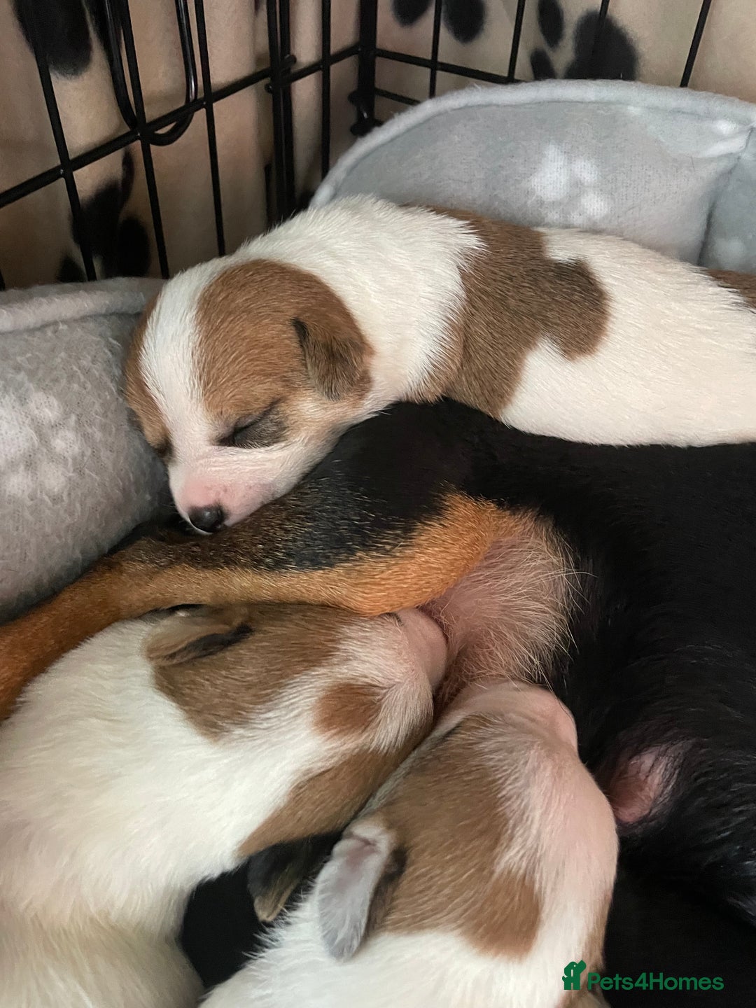 Mixed Breed dogs for sale: Jack chi puppies  - Image 4