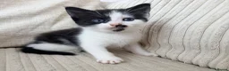 Mixed Breed cats for sale: Beautiful litter of female kittens ready now!! - Advert 3