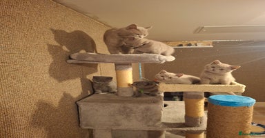 British Shorthair cats - Advert 3