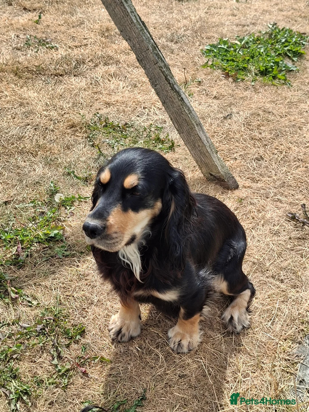 Cocker Spaniel dogs for sale: Cocker pups in Perth - Advert 2