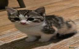 Mixed Breed cats for sale: Beautiful mixed breed female kitten  - Image 1