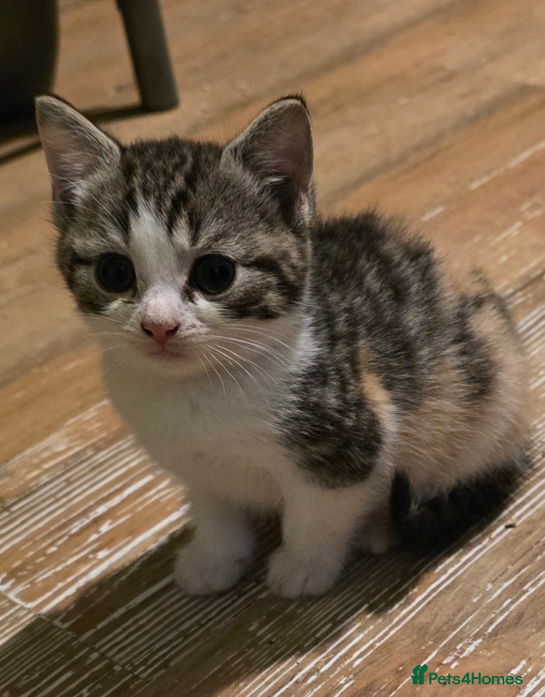 Mixed Breed cats for sale: Beautiful mixed breed female kitten  - Image 1