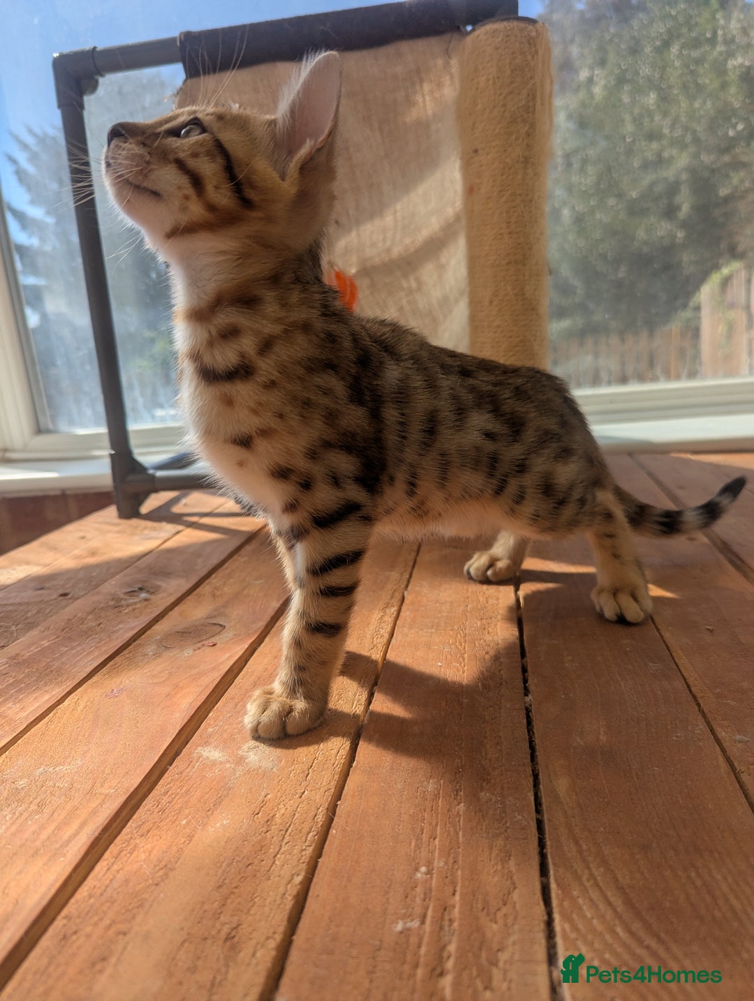 Bengal cats for sale: Bengal Kittens Purebred with Champion Lines  - Image 34