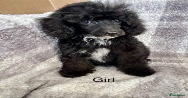 Toy Poodle dogs - Advert 2