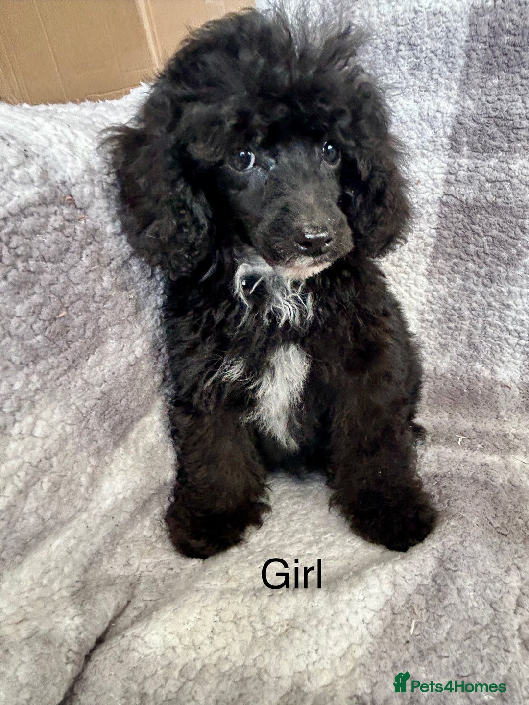 Toy Poodle dogs for sale: Stunning litter of toy poodle puppies  - Image 3