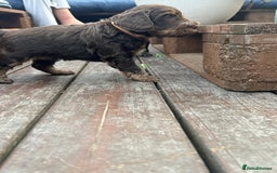 Cockapoo dogs for sale: Stunning cockapoo puppies  - Image 19