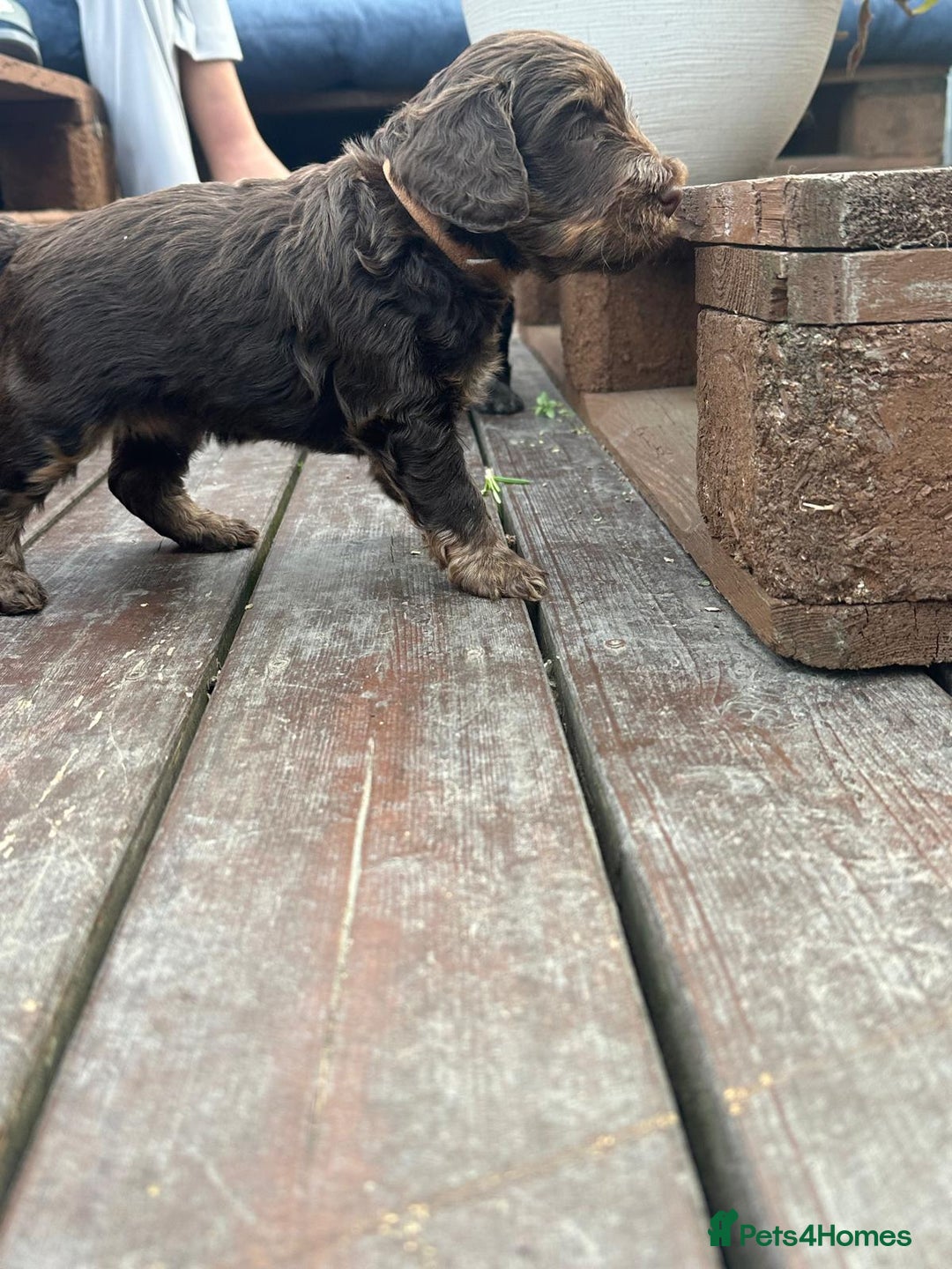 Cockapoo dogs for sale: Stunning cockapoo puppies  - Image 19
