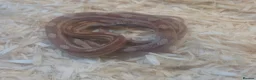 Corn Snake reptiles for sale: 2 corn snakes in Rochdale - Advert 1