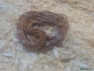 Corn Snake reptiles 2 corn snakes - Advert 2