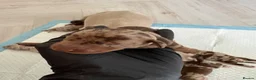 Miniature Dachshund dogs for sale: KC Miniature Dachshund Puppies | Champion Lines 🐾 - Advert 16