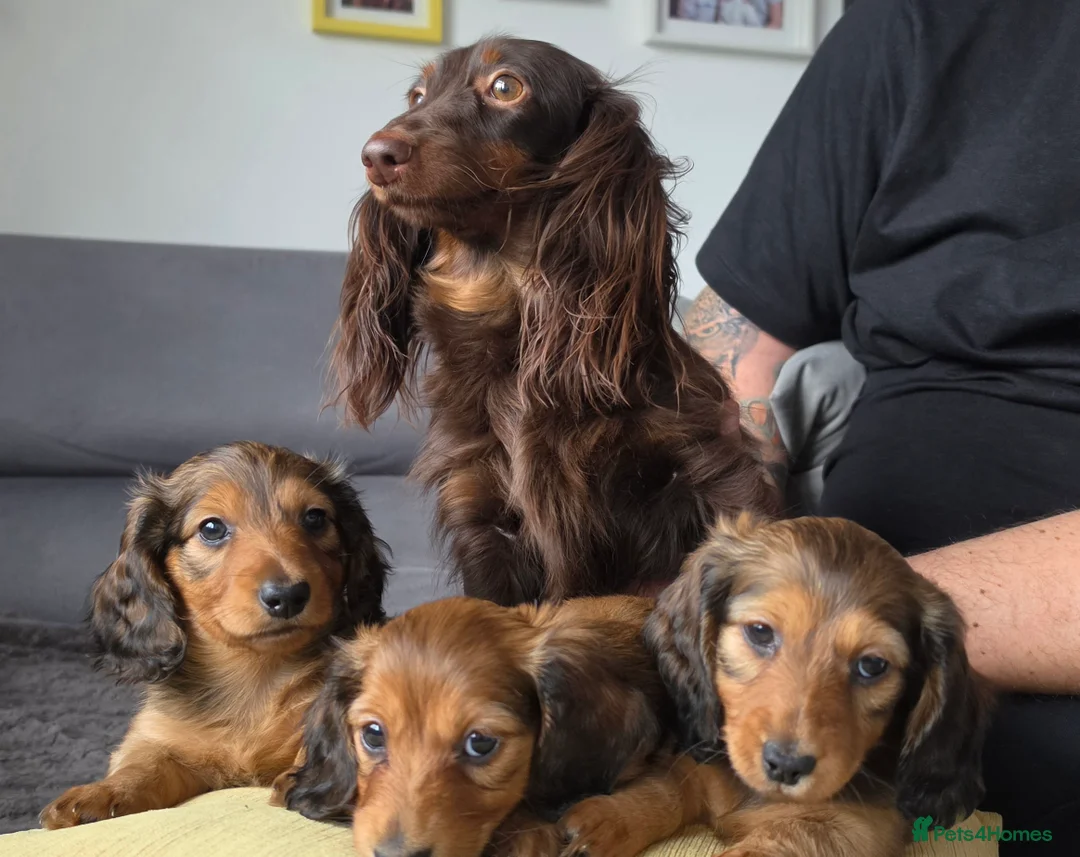 Miniature Dachshund dogs for sale: Miniature longhaired dachshunds shaded cream - Advert 19