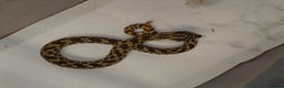 Snake reptiles for sale: Hognose Snake - Advert 6