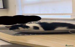 Domestic Shorthair cats for sale: 2x cats that need to be rehomed asap! - Image 1