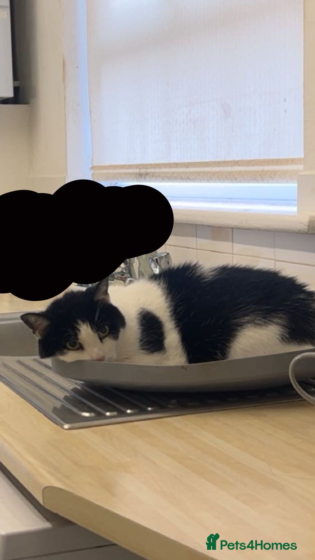 Domestic Shorthair cats for sale: 2x cats that need to be rehomed asap! - Image 1