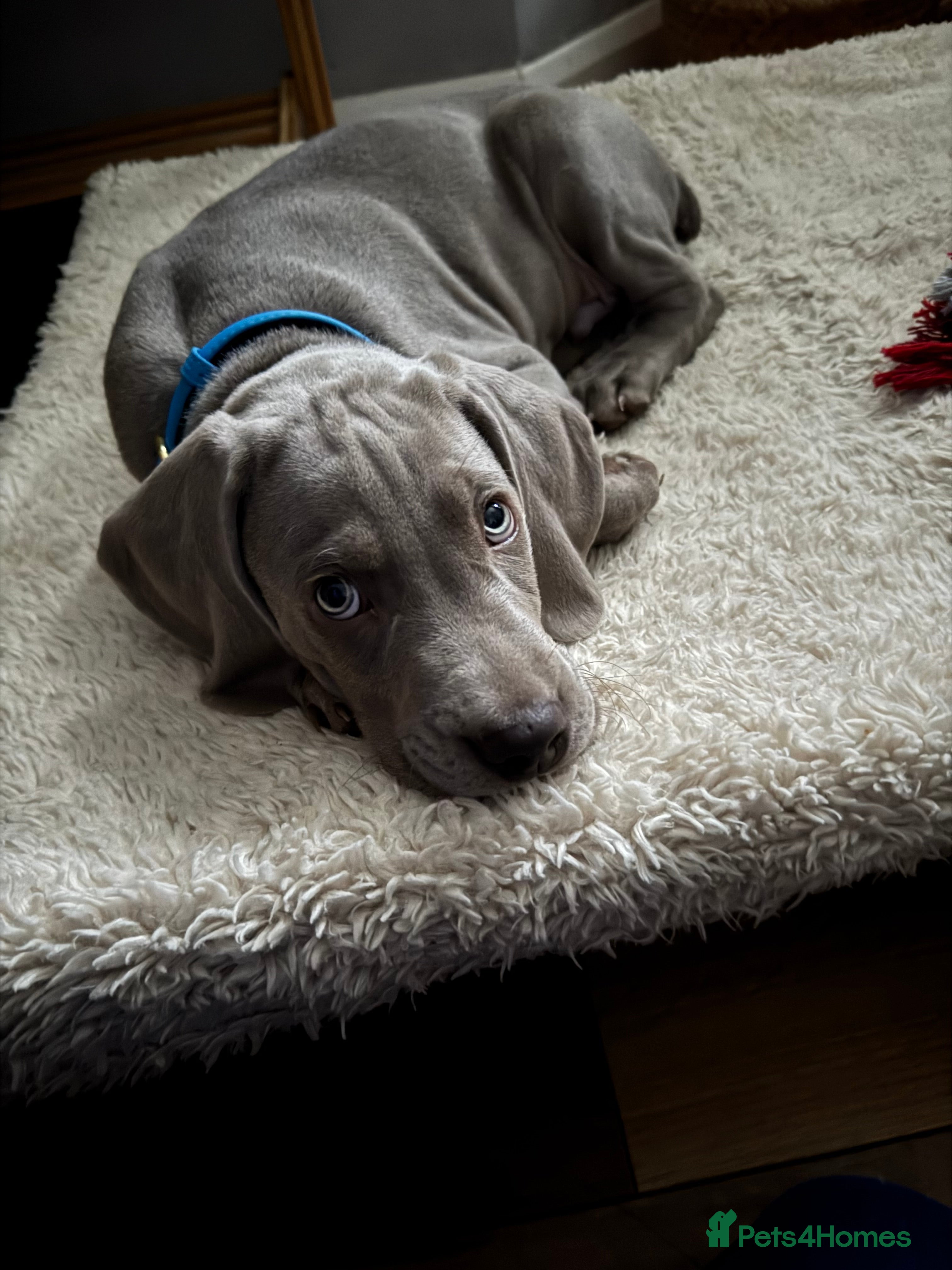 Weimaraner dogs George is ready for his forever home. - Advert 5