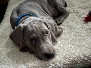 Weimaraner dogs George is ready for his forever home. - Advert 1
