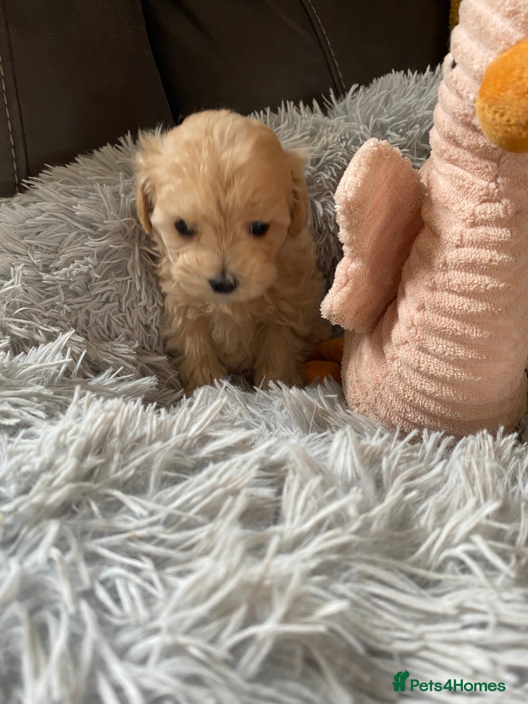 Maltipoo dogs for sale: Tiny Maltipoo Puppies - Image 15
