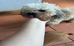 Shihpoo dogs for sale: Loving Shihpoo pup called muffin - Image 9