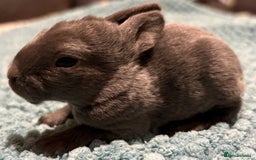 Rex rabbits for sale: Two beautiful rabbit litters - Image 10