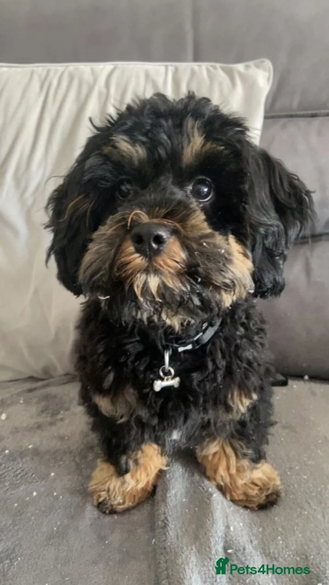 Toy Poodle dogs for stud: Beautiful Red Toy Poodle for Stud in Motherwell - Advert 20