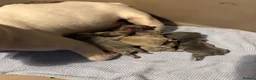 French Bulldog dogs for sale: french bulldog puppies  in Bridgwater - Advert 9