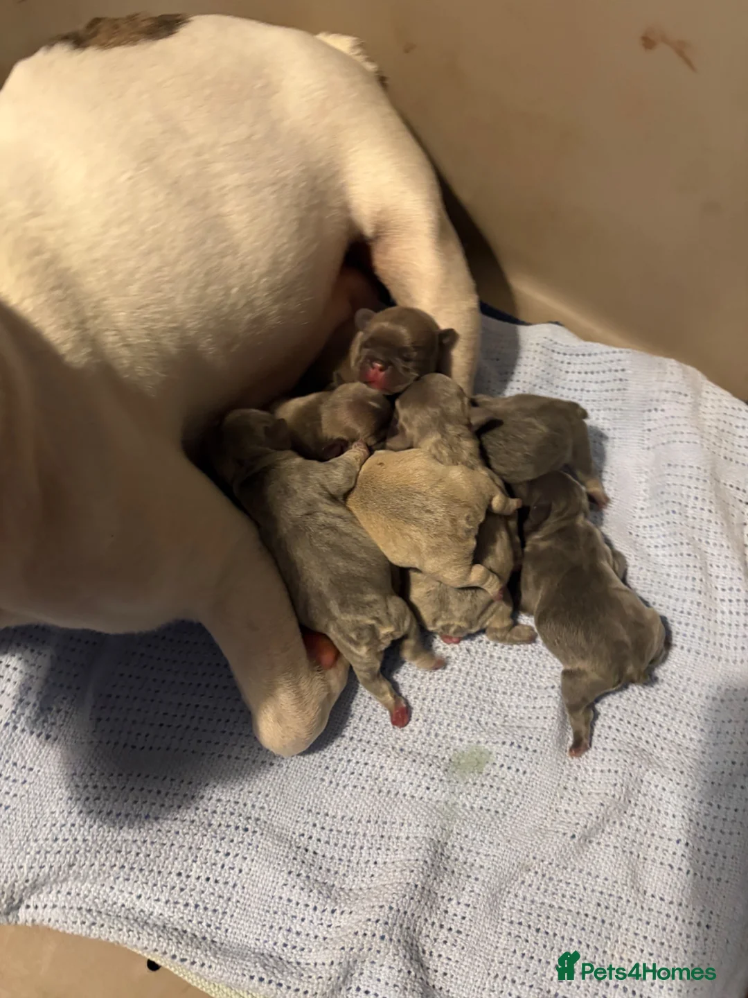 French Bulldog dogs for sale: french bulldog puppies  in Bridgwater - Advert 9