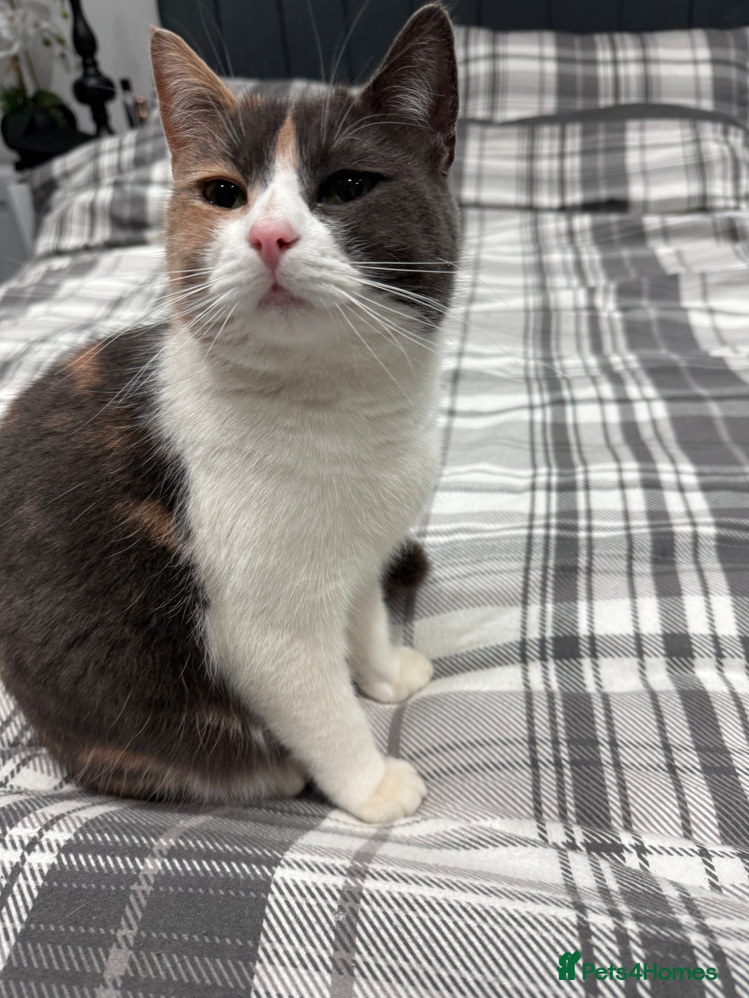 British Longhair cats for sale: Mia beautiful family cat  - Advert 3