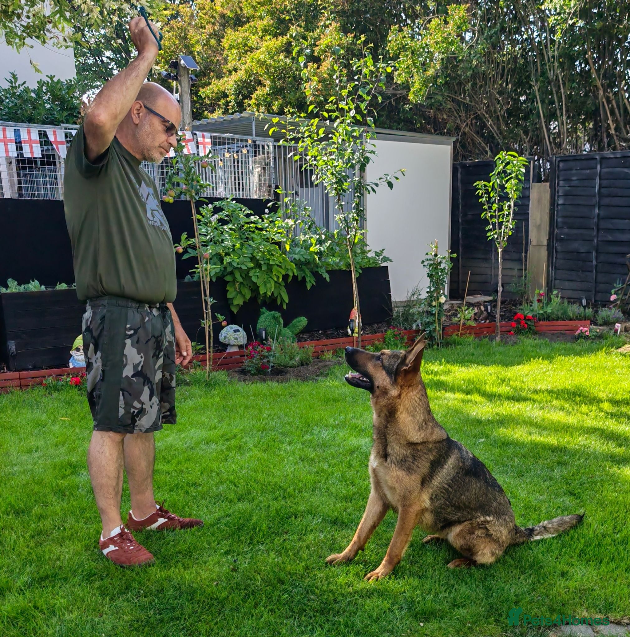 German Shepherd dogs German shepherd Female 2 Years old  - Advert 2