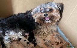 Biewer Terrier dogs for sale: World's best puppies. Intelligent, funny, loving. - Image 3