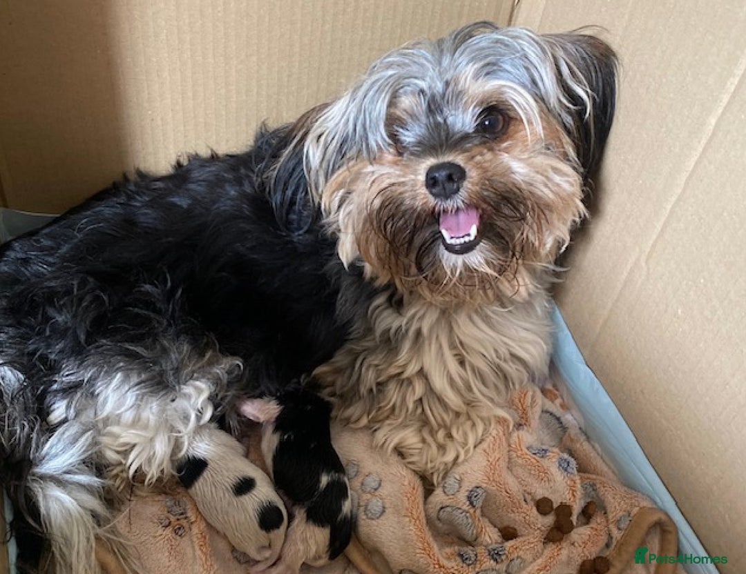Biewer Terrier dogs for sale: World's best puppies. Intelligent, funny, loving. - Image 3
